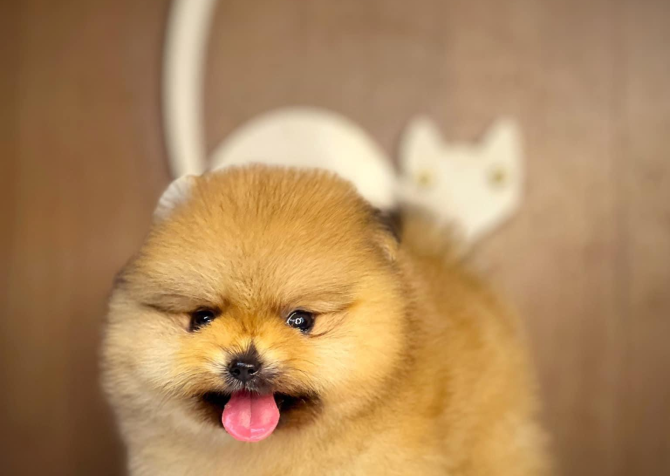 Teddy Bear Pomeranian Ayi Surat Yavrularımız